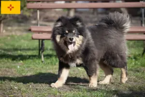 Read more about the article Finnish Lapphund breeder and puppies in New Mexico