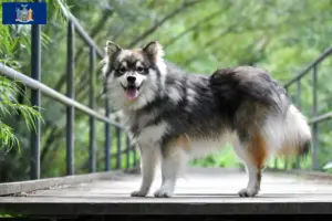 Read more about the article Finnish Lapphund breeder and puppies in New York