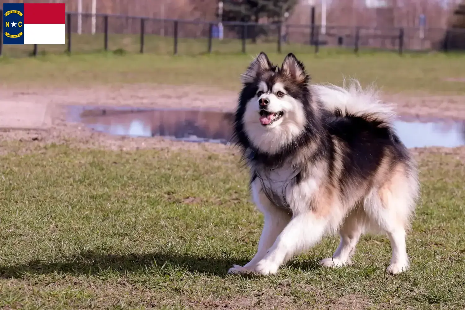 Read more about the article Finnish Lapphund breeders and puppies in North Carolina
