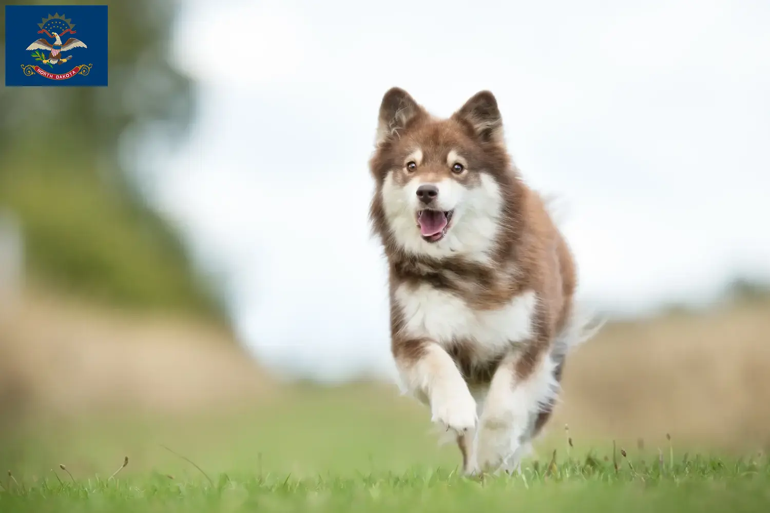 Read more about the article Finnish Lapphund breeders and puppies in North Dakota
