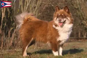 Read more about the article Finnish Lapphund breeder and puppies in Ohio