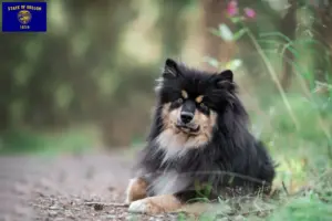 Read more about the article Finnish Lapphund breeders and puppies in Oregon