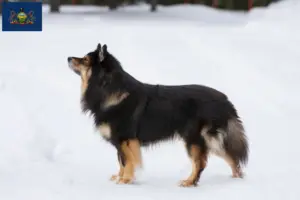 Read more about the article Finnish Lapphund breeder and puppies in Pennsylvania