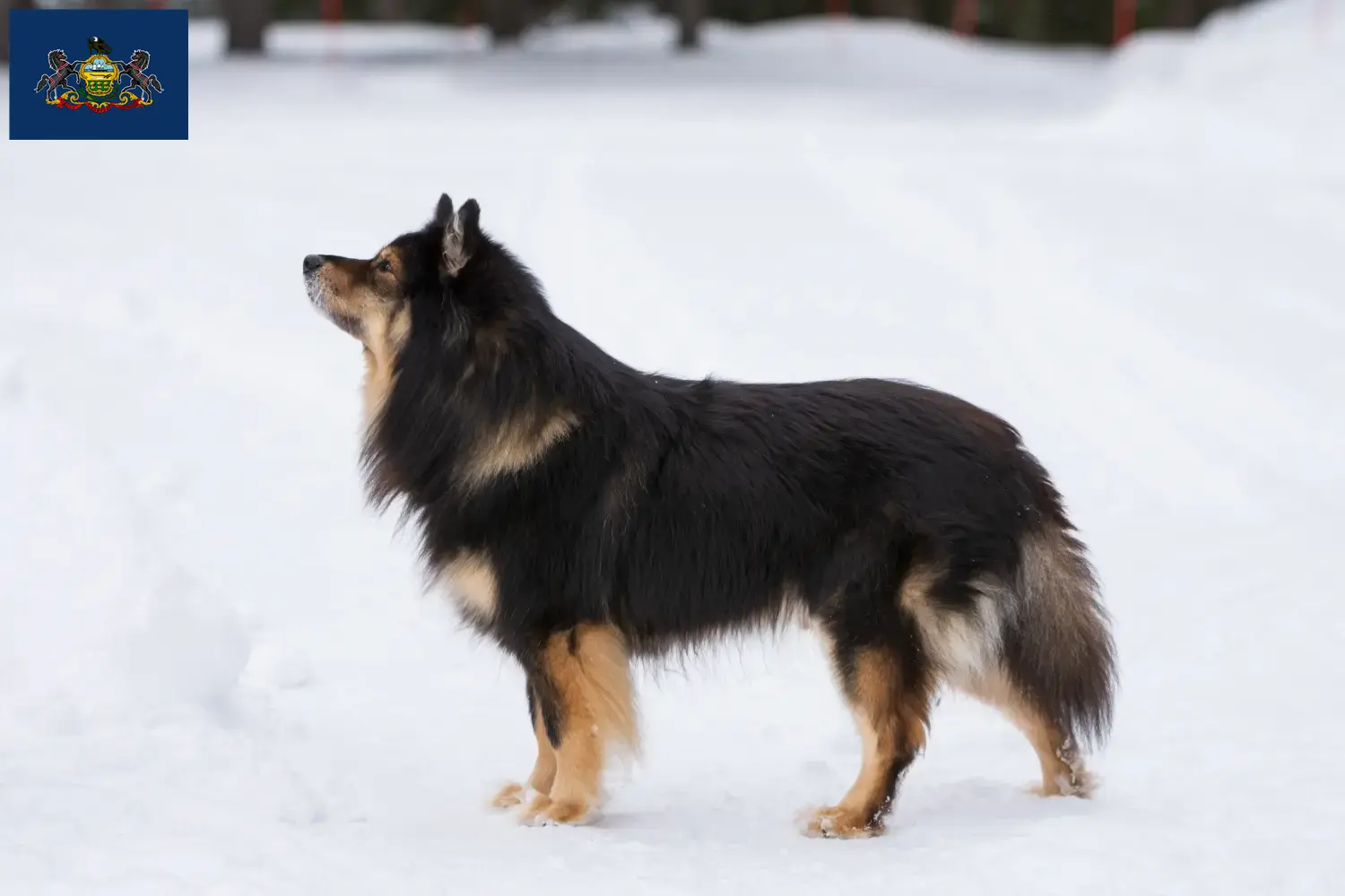 Finnish Lapphund puppies and breeders Pennsylvania Find Finnish Lapphund breeders in Pennsylvania.