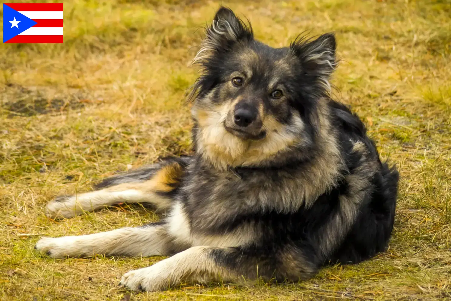 Finnish Lapphund puppies and breeders Puerto Rico Find Finnish Lapphund breeders in Puerto Rico here.