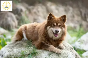 Read more about the article Finnish Lapphund breeders and puppies in Rhode Island