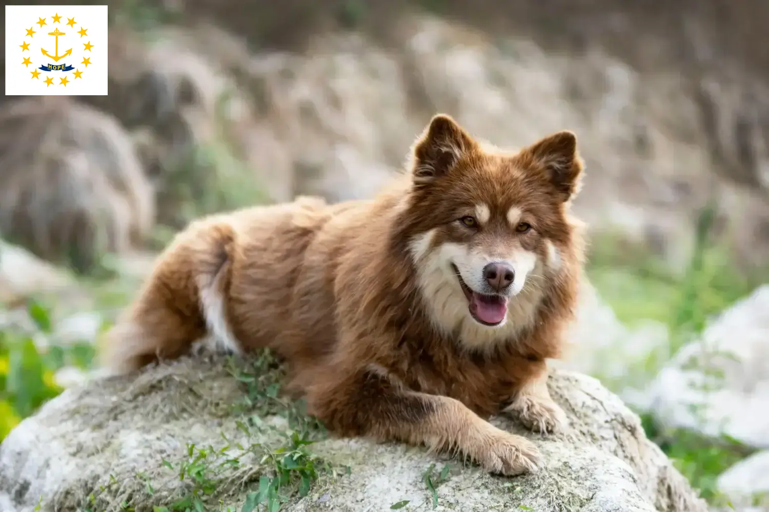 Finnish Lapphund puppies and breeders Rhode Island Find Finnish Lapphund breeders in Rhode Island.