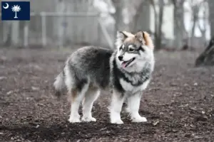 Read more about the article Finnish Lapphund breeders and puppies in South Carolina