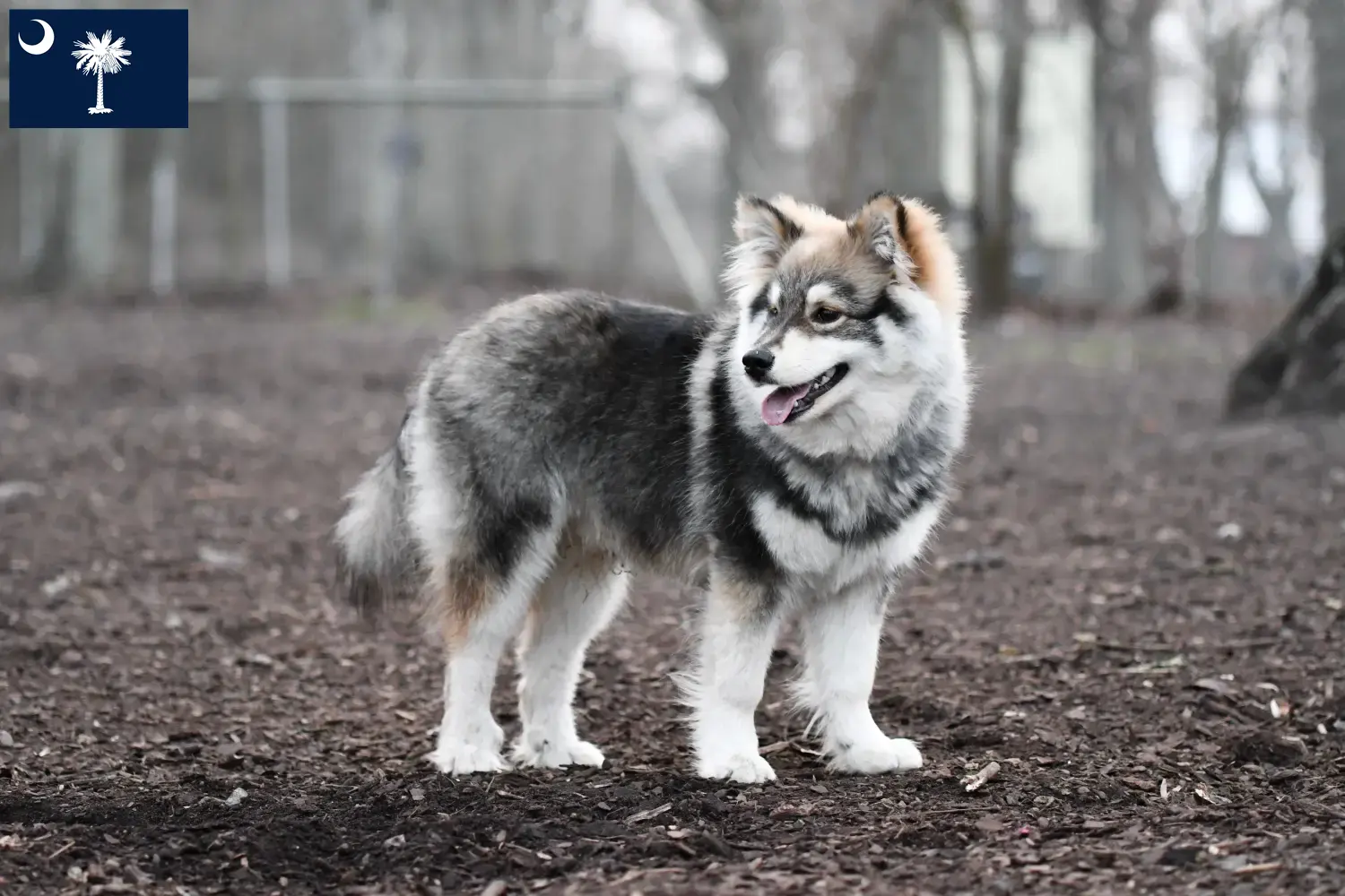 Finnish Lapphund puppies and breeders South Carolina Find Finnish Lapphund breeders in South Carolina.
