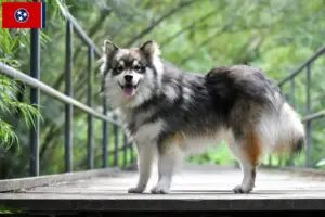 Read more about the article Finnish Lapphund breeders and puppies in Tennessee