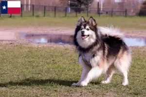 Read more about the article Finnish Lapphund breeders and puppies in Texas