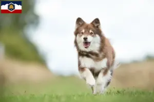 Read more about the article Finnish Lapphund breeders and puppies in Utah
