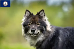 Read more about the article Finnish Lapphund breeders and puppies in Virginia