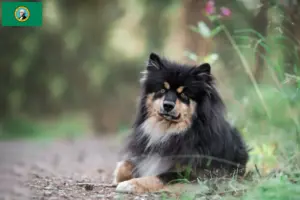 Read more about the article Finnish Lapphund breeders and puppies in Washington