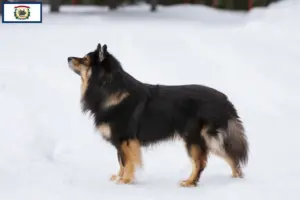 Read more about the article Finnish Lapphund breeders and puppies in West Virginia