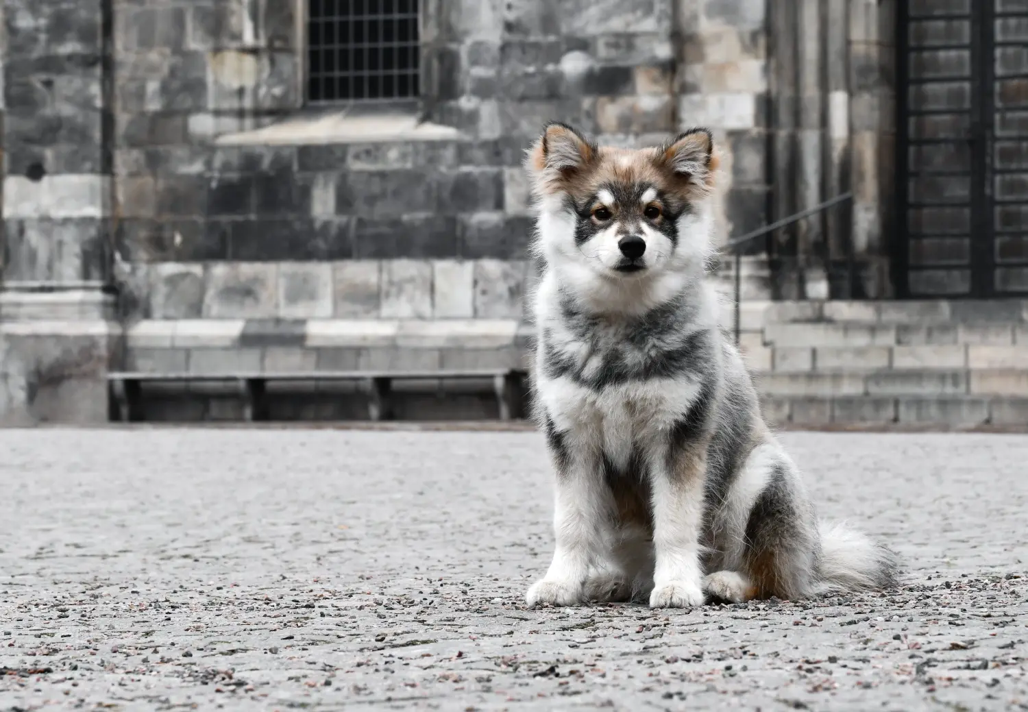 Buying a Finnish Lapphund puppy means taking responsibility! Buy Finnish Lapphund puppies.