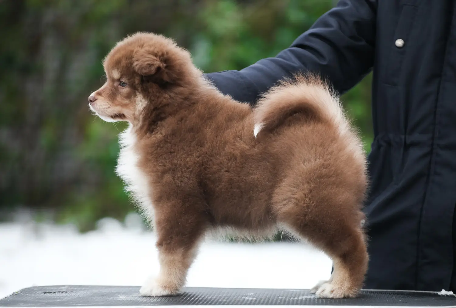 Buying a Finnish Lapphund puppy means taking responsibility! Buy Finnish Lapphund puppies.