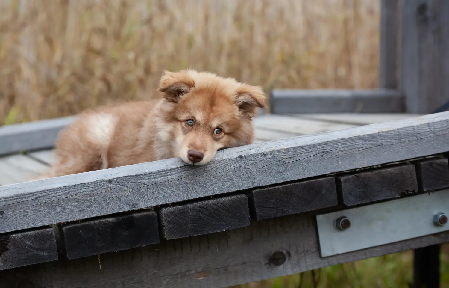 Buying a Finnish Lapphund puppy means taking responsibility! Buy Finnish Lapphund puppies.