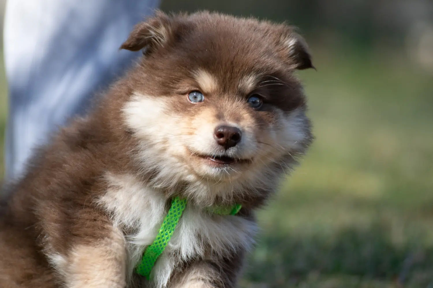 Buying a Finnish Lapphund puppy means taking responsibility! Buy Finnish Lapphund puppies.