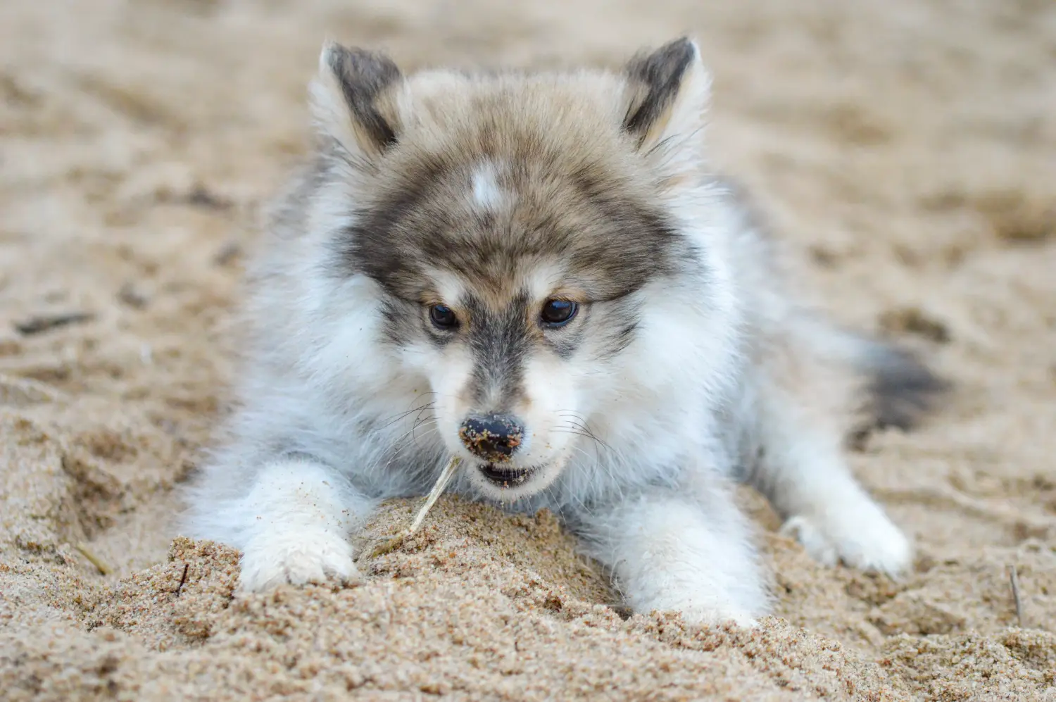 Buying a Finnish Lapphund puppy means taking responsibility! Buy Finnish Lapphund puppies.