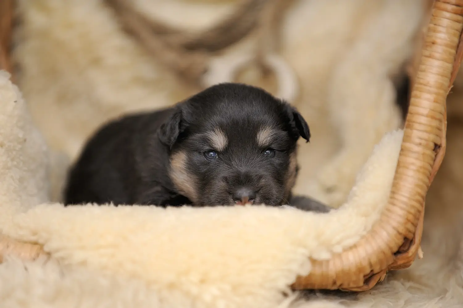 Buying a Finnish Lapphund puppy means taking responsibility! Buy Finnish Lapphund puppies.