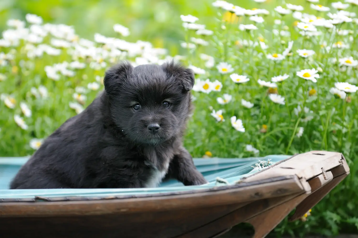 Buying a Finnish Lapphund puppy means taking responsibility! Buy Finnish Lapphund puppies.