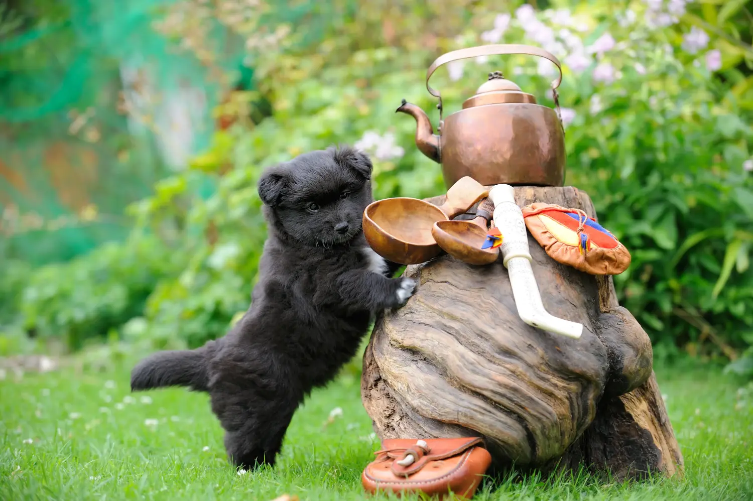 Buying a Finnish Lapphund puppy means taking responsibility! Buy Finnish Lapphund puppies.