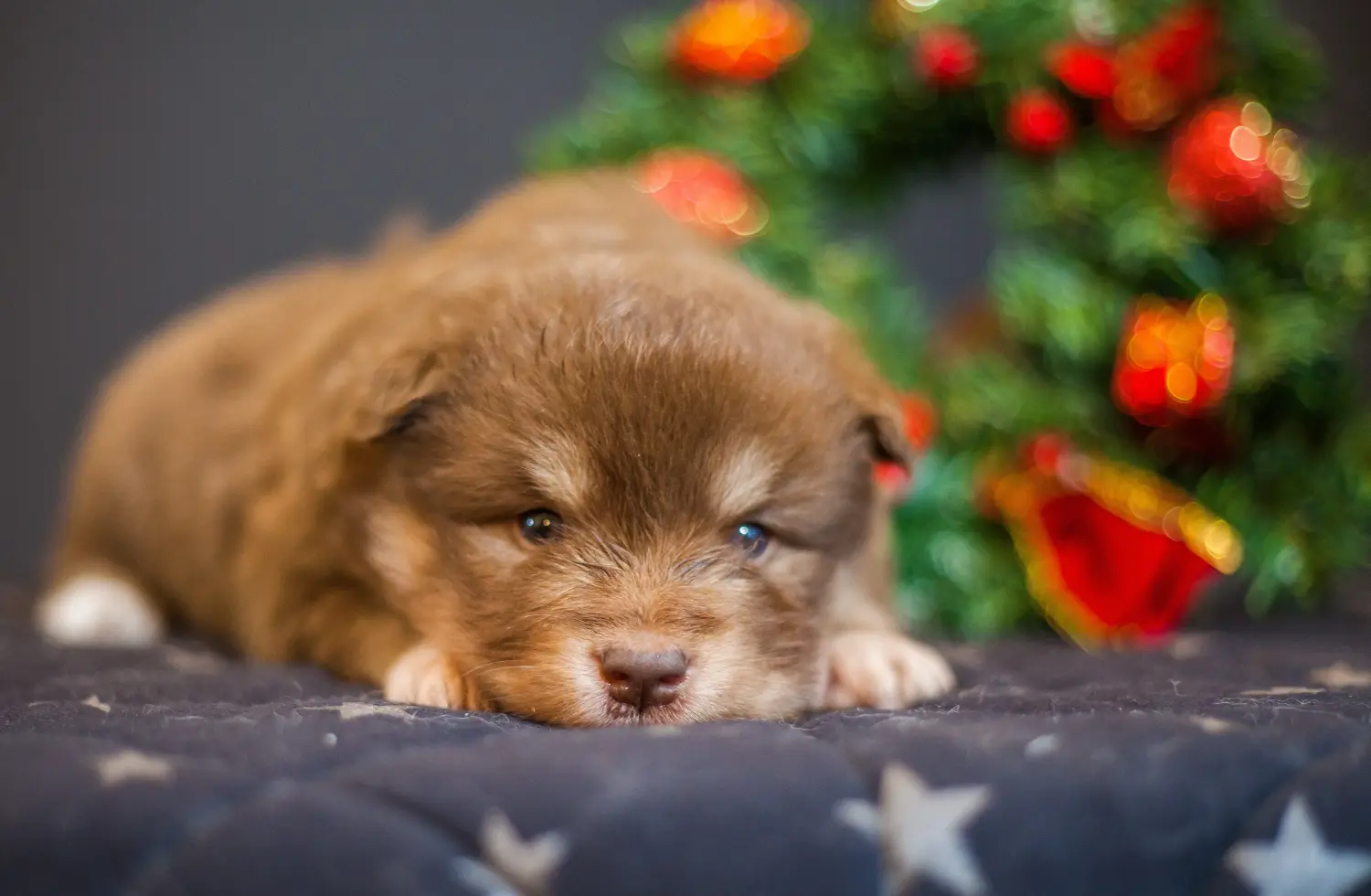 Buying a Finnish Lapphund puppy means taking responsibility! Buy Finnish Lapphund puppies.
