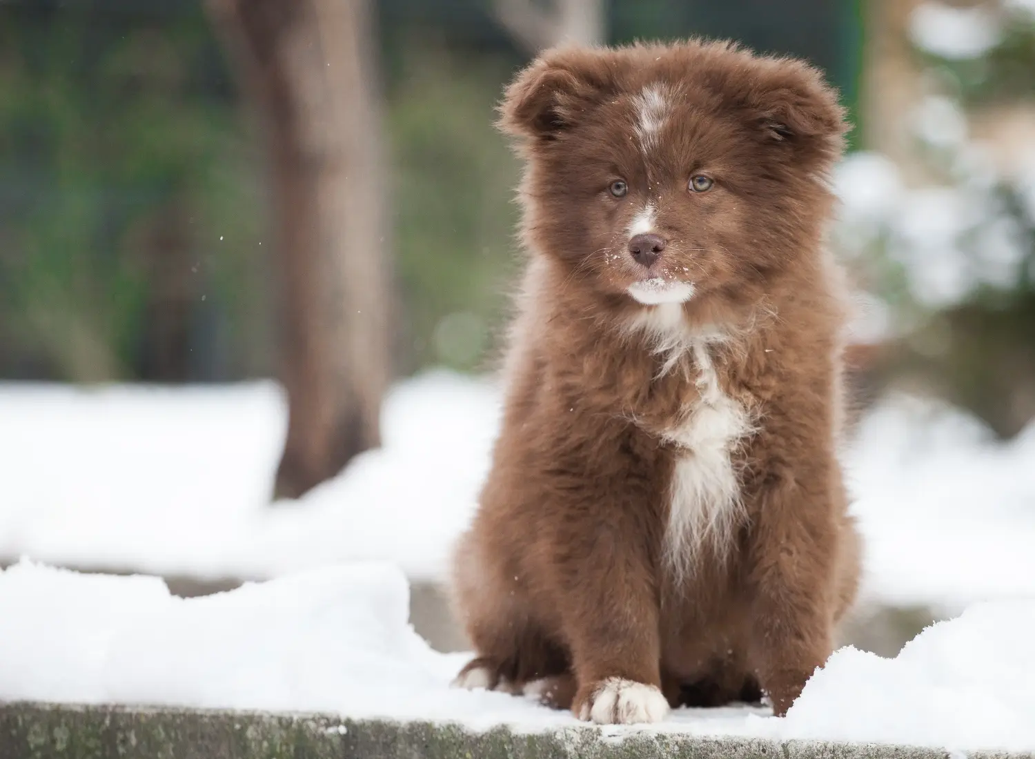 Buying a Finnish Lapphund puppy means taking responsibility! Buy Finnish Lapphund puppies.