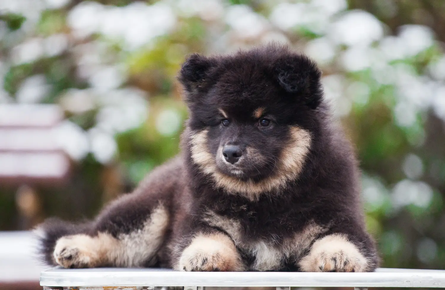 Buying a Finnish Lapphund puppy means taking responsibility! Buy Finnish Lapphund puppies.