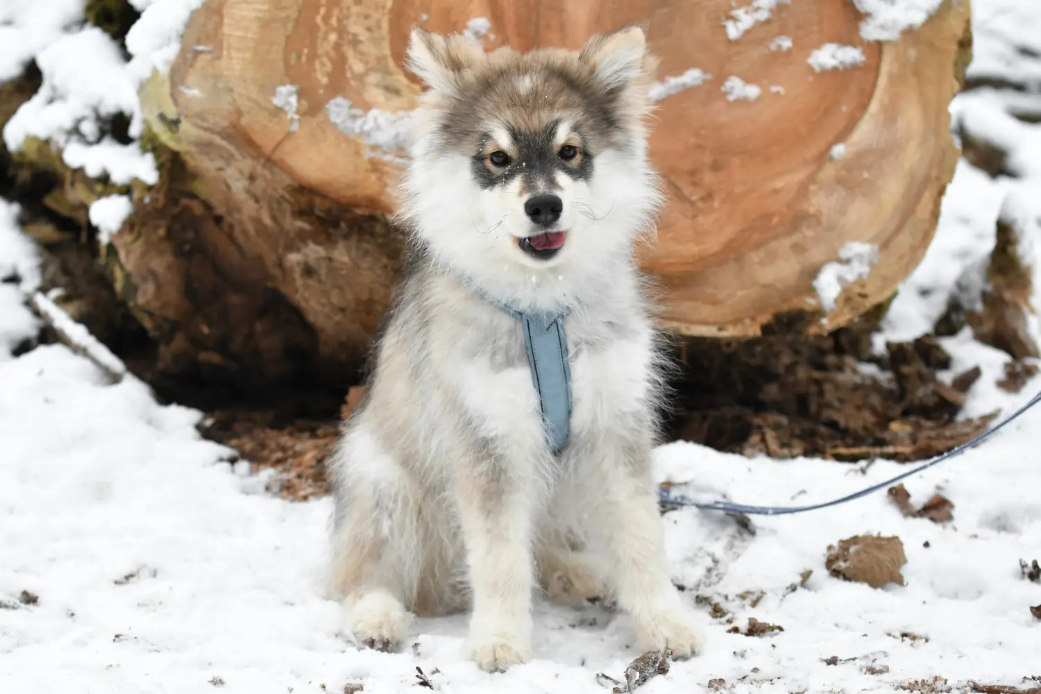 Buying a Finnish Lapphund puppy means taking responsibility! Buy Finnish Lapphund puppies.