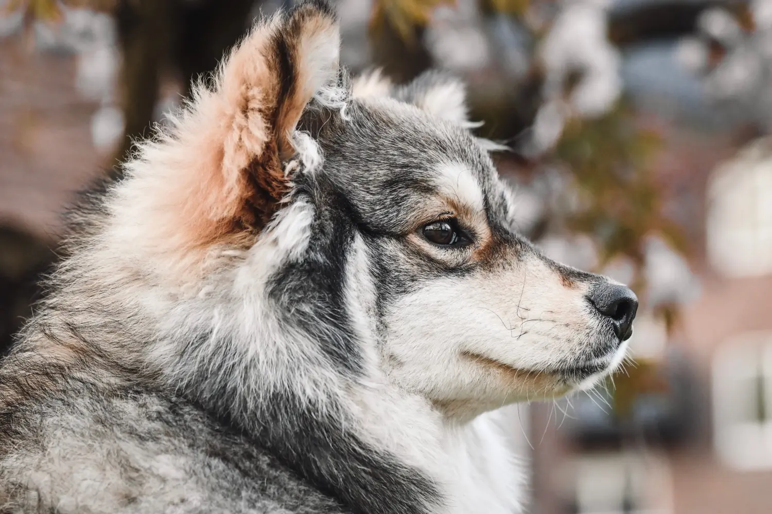 Buying a Finnish Lapphund puppy means taking responsibility! Buy Finnish Lapphund puppies.