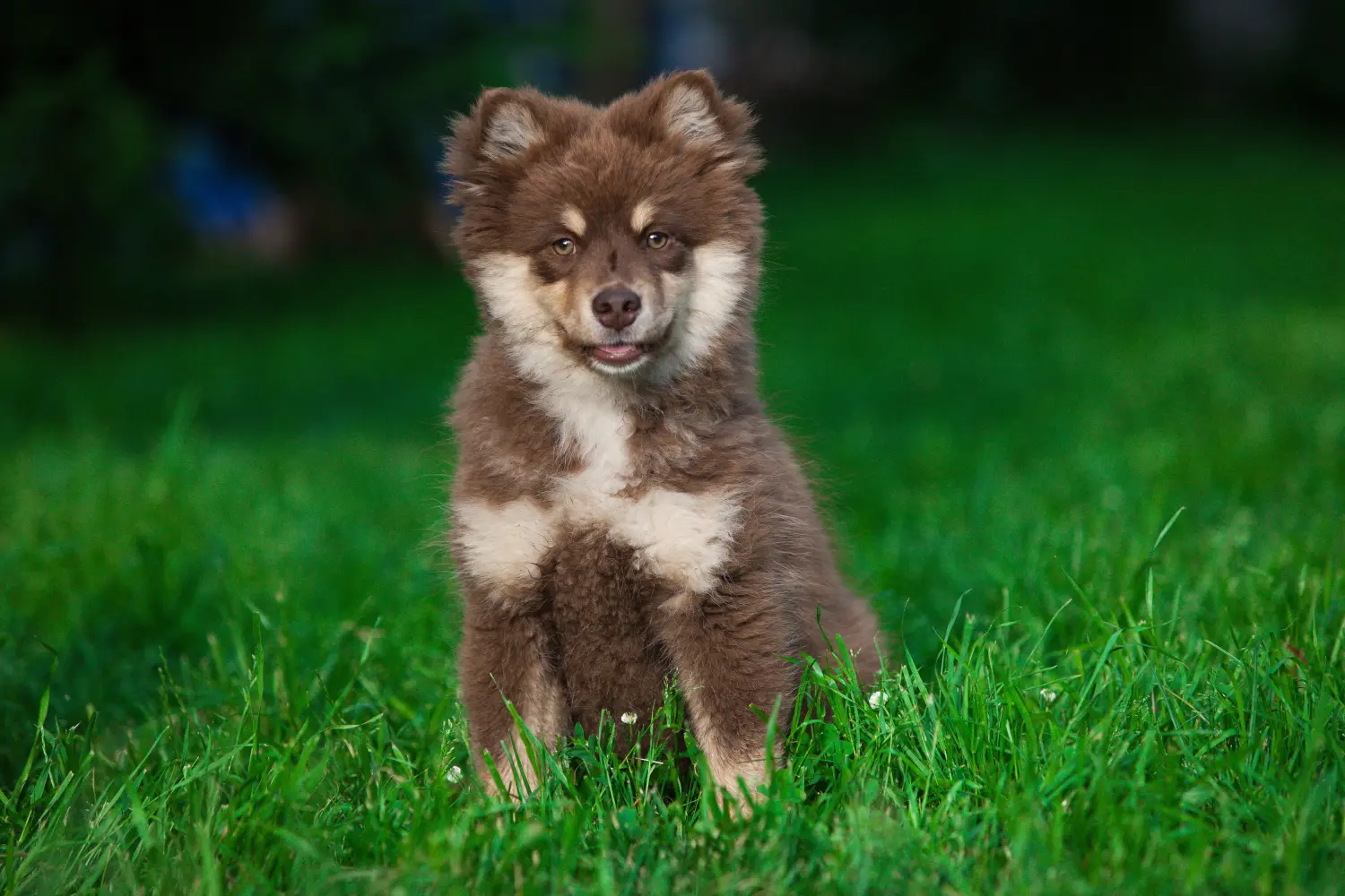 Buying a Finnish Lapphund puppy means taking responsibility! Buy Finnish Lapphund puppies.