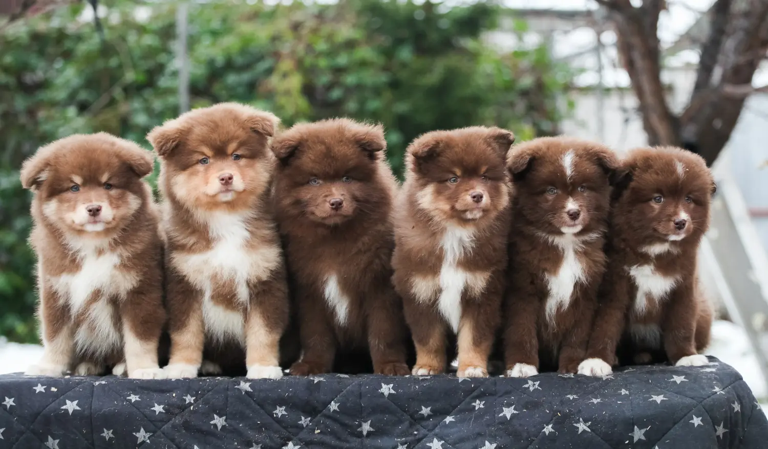 Buying a Finnish Lapphund puppy means taking responsibility! Buy Finnish Lapphund puppies.