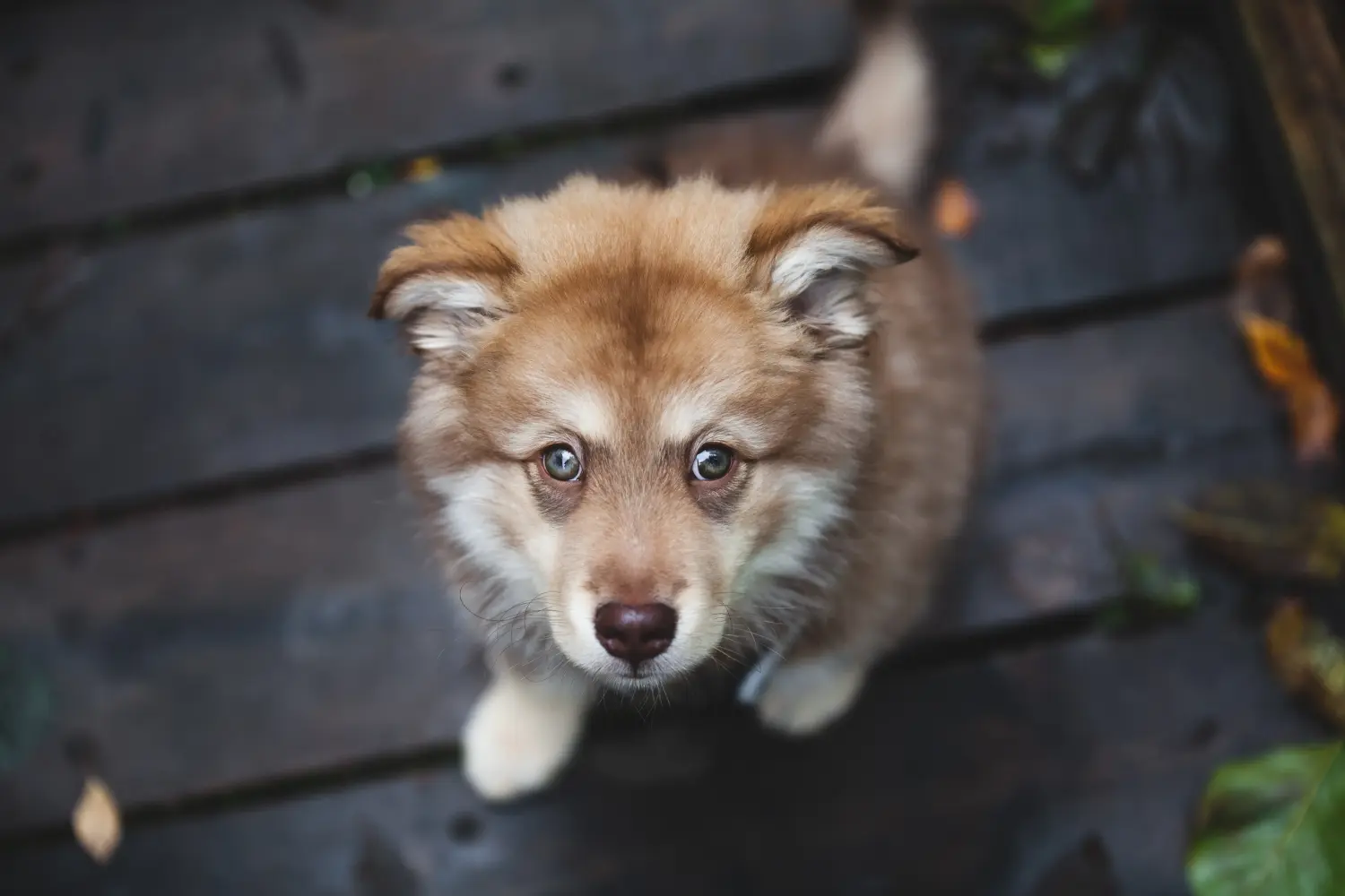 Buying a Finnish Lapphund puppy means taking responsibility! Buy Finnish Lapphund puppies.