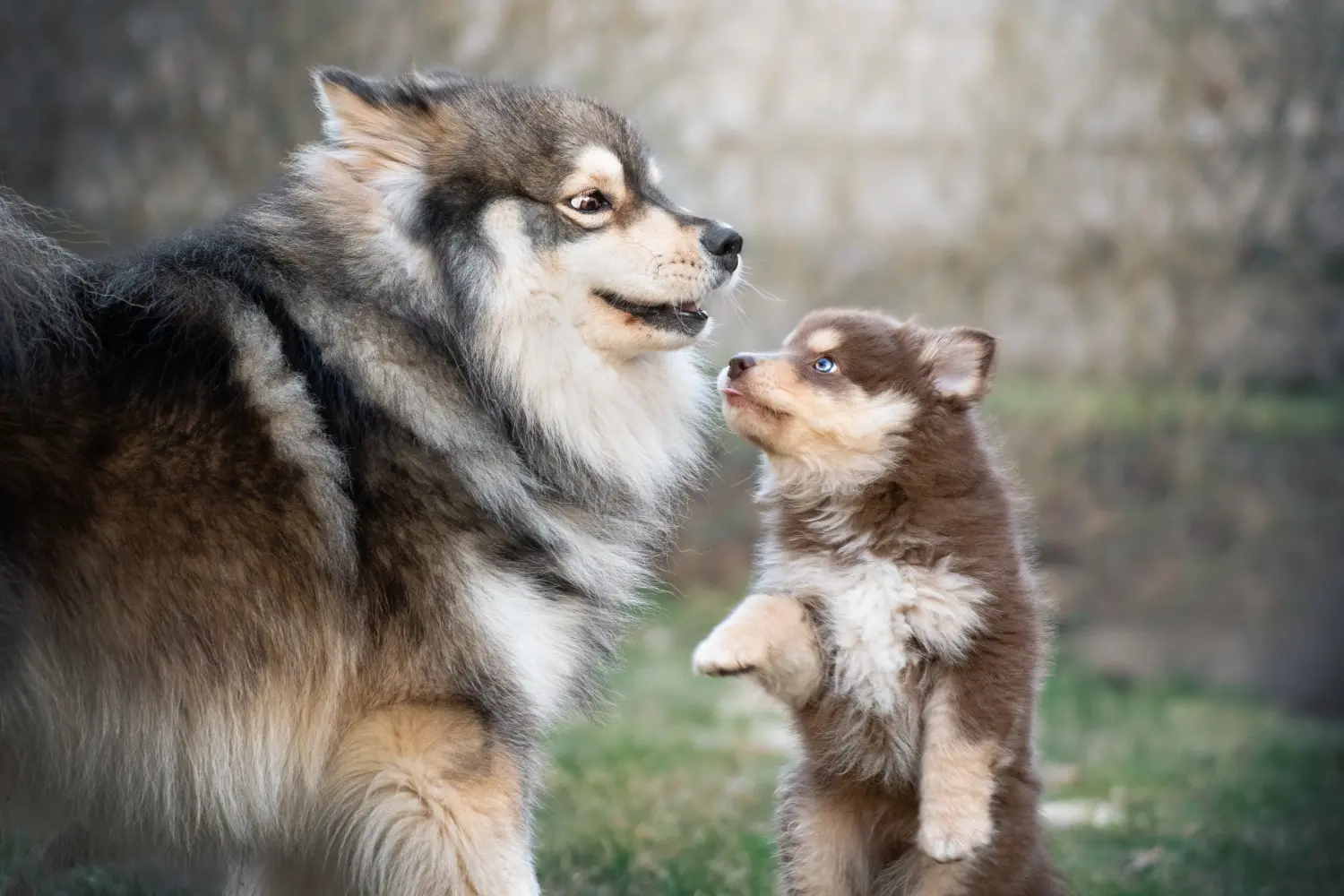 Buying a Finnish Lapphund puppy means taking responsibility! Buy Finnish Lapphund puppies.