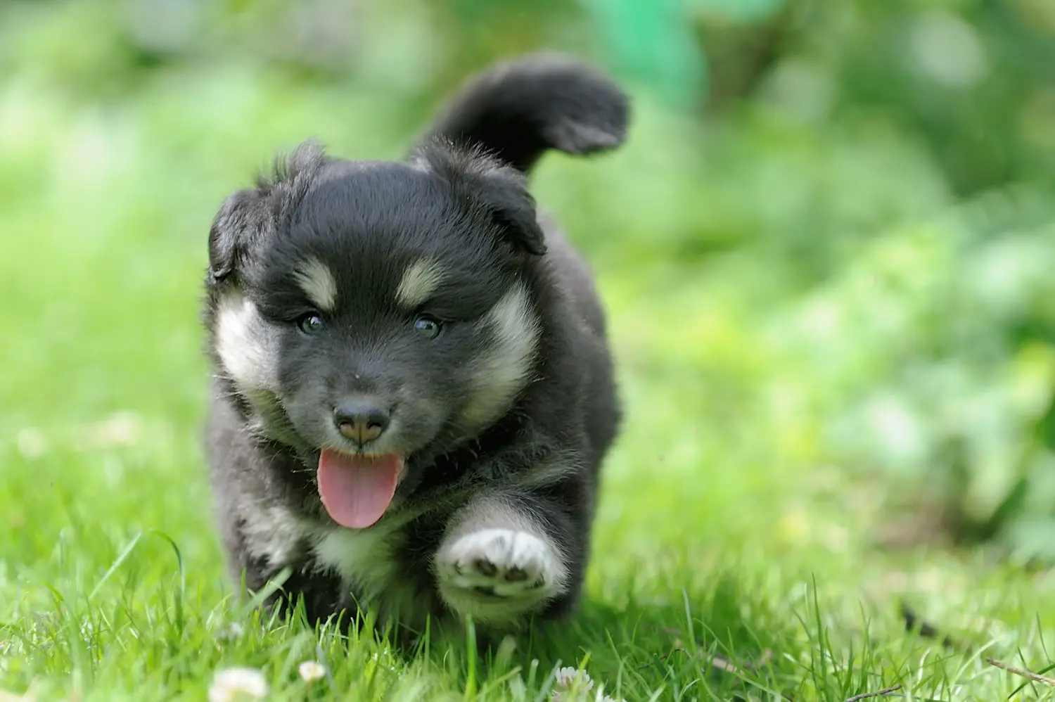 Buying a Finnish Lapphund puppy means taking responsibility! Buy Finnish Lapphund puppies.