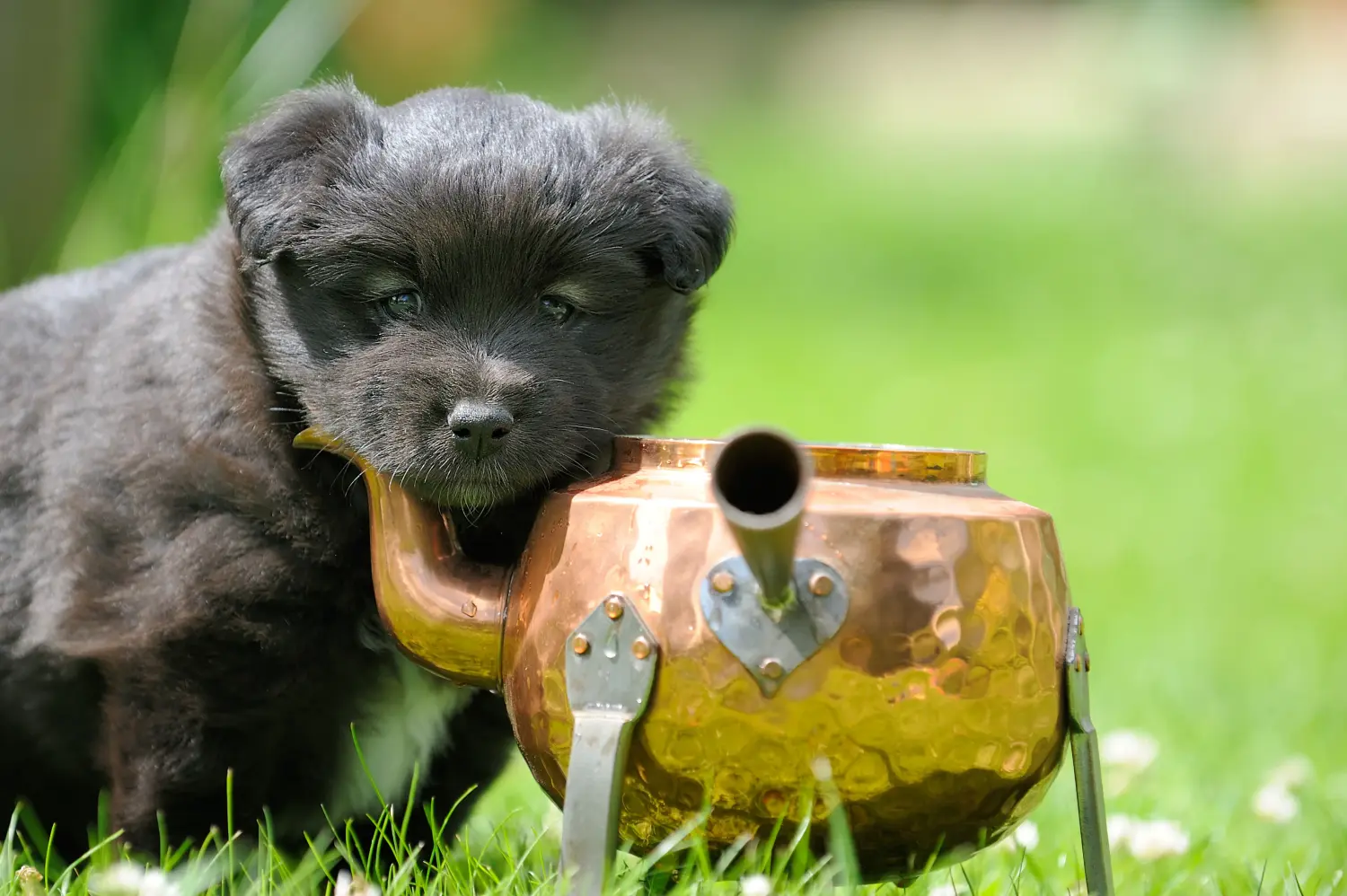 Buying a Finnish Lapphund puppy means taking responsibility! Buy Finnish Lapphund puppies.