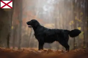 Read more about the article Flat Coated Retriever breeders and puppies in Alabama