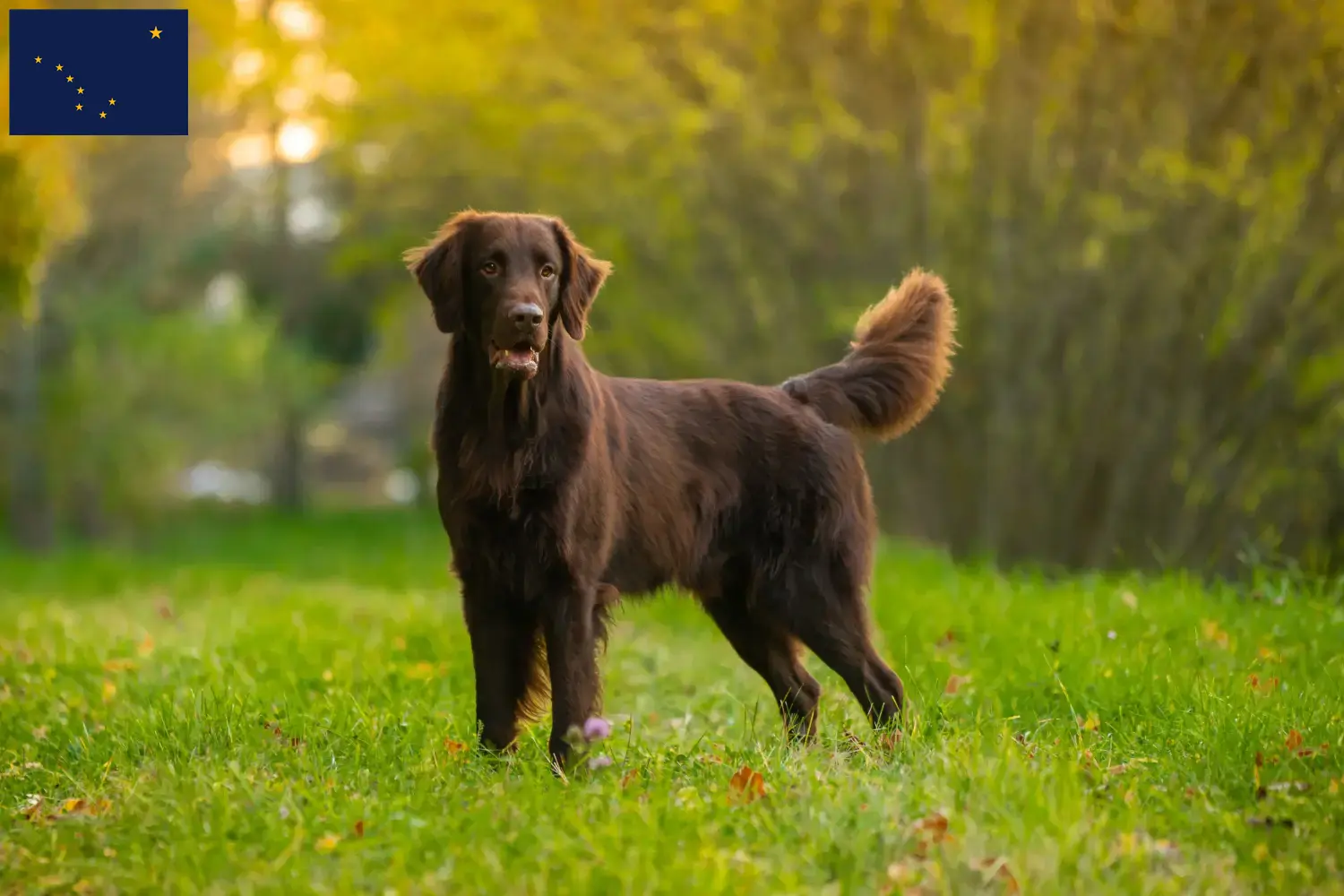 Read more about the article Flat Coated Retriever breeders and puppies in Alaska