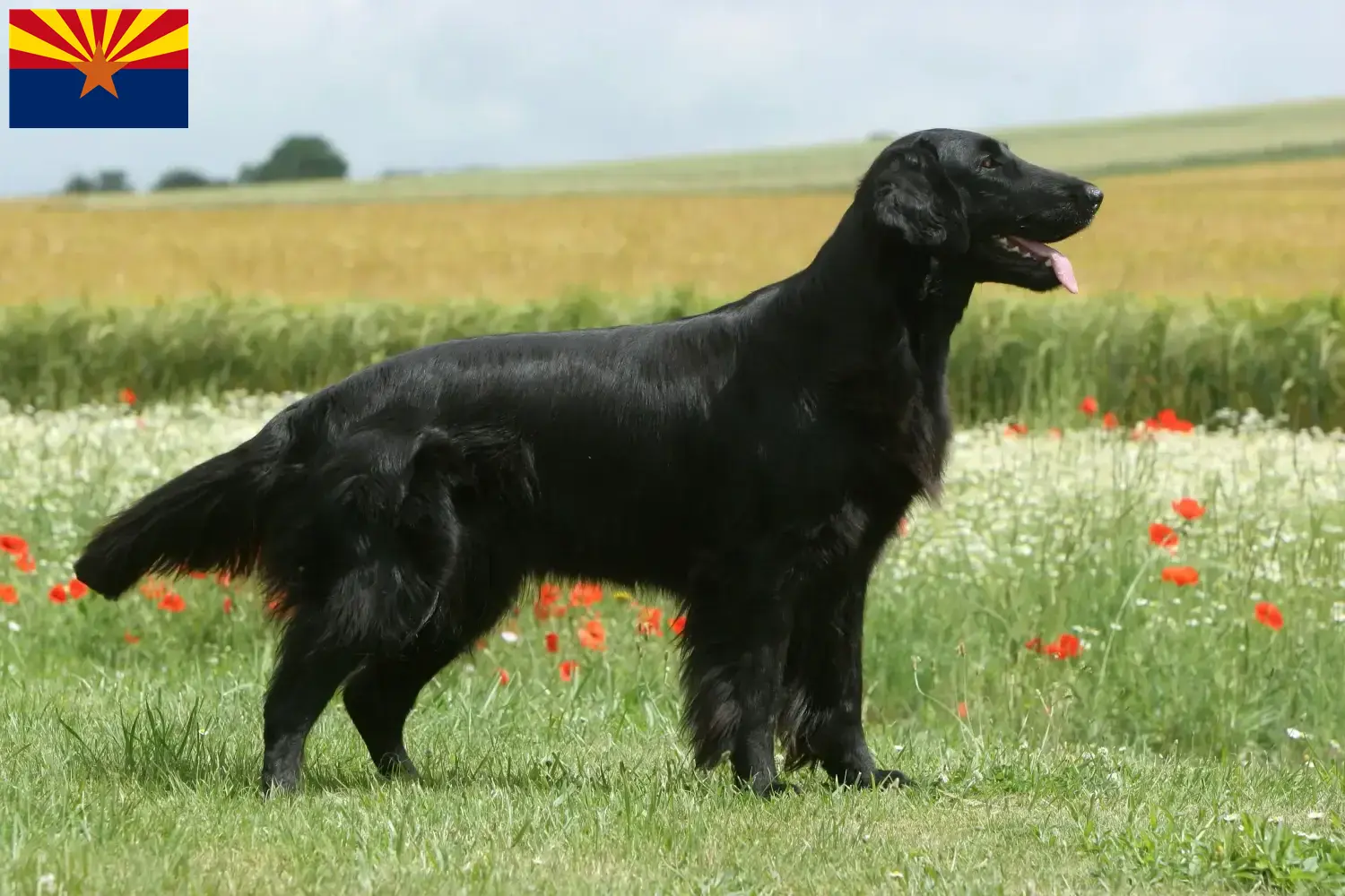 Read more about the article Flat Coated Retriever breeders and puppies in Arizona