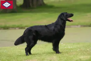 Read more about the article Flat Coated Retriever breeders and puppies in Arkansas