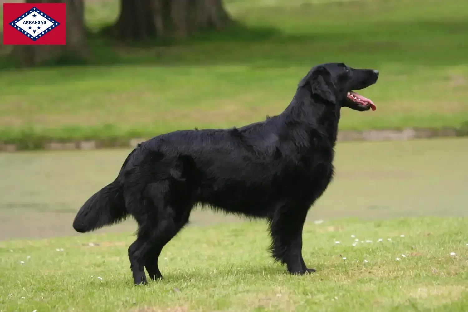 Read more about the article Flat Coated Retriever breeders and puppies in Arkansas