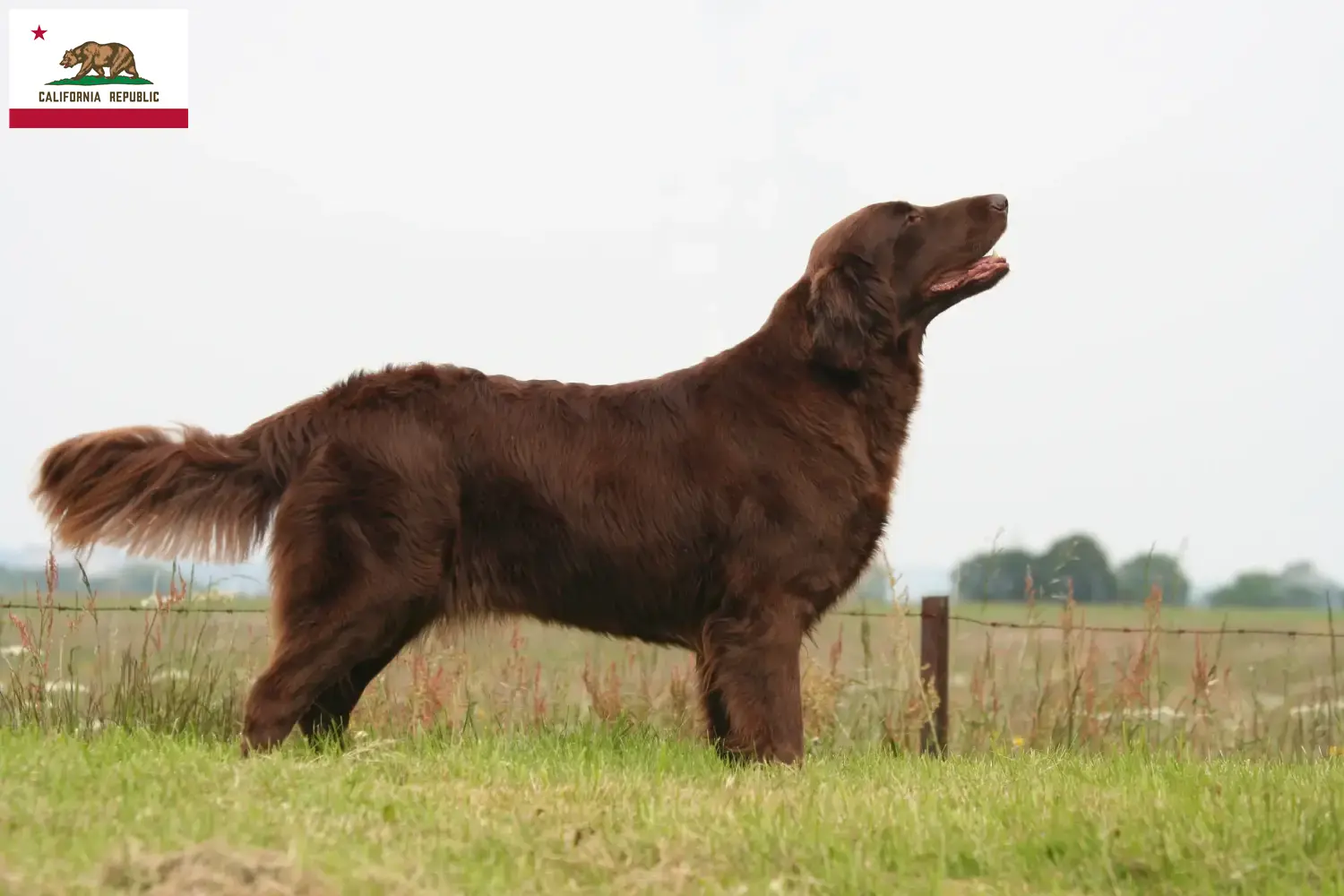 Read more about the article Flat Coated Retriever breeders and puppies in California
