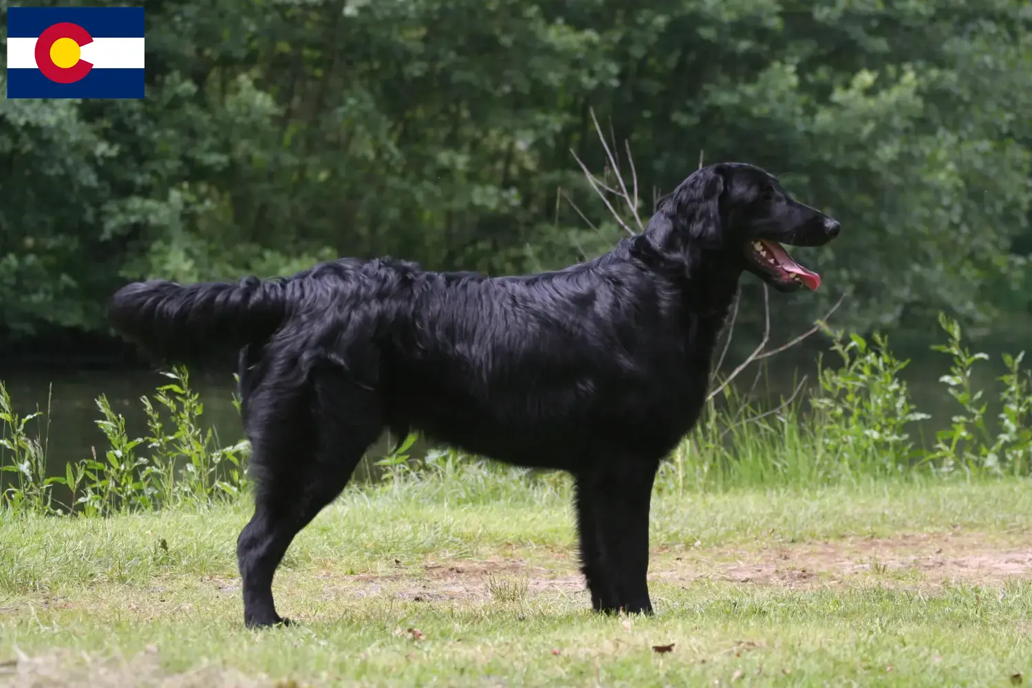 Read more about the article Flat Coated Retriever breeders and puppies in Colorado