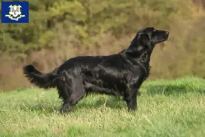Read more about the article Flat Coated Retriever breeders and puppies in Connecticut