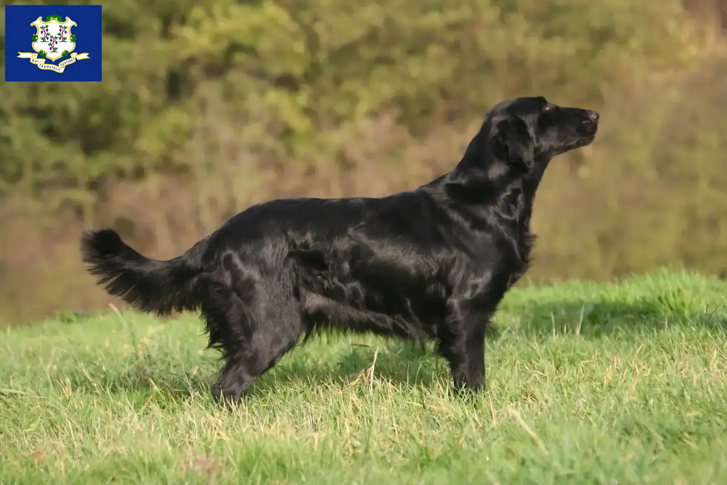 Read more about the article Flat Coated Retriever breeders and puppies in Connecticut