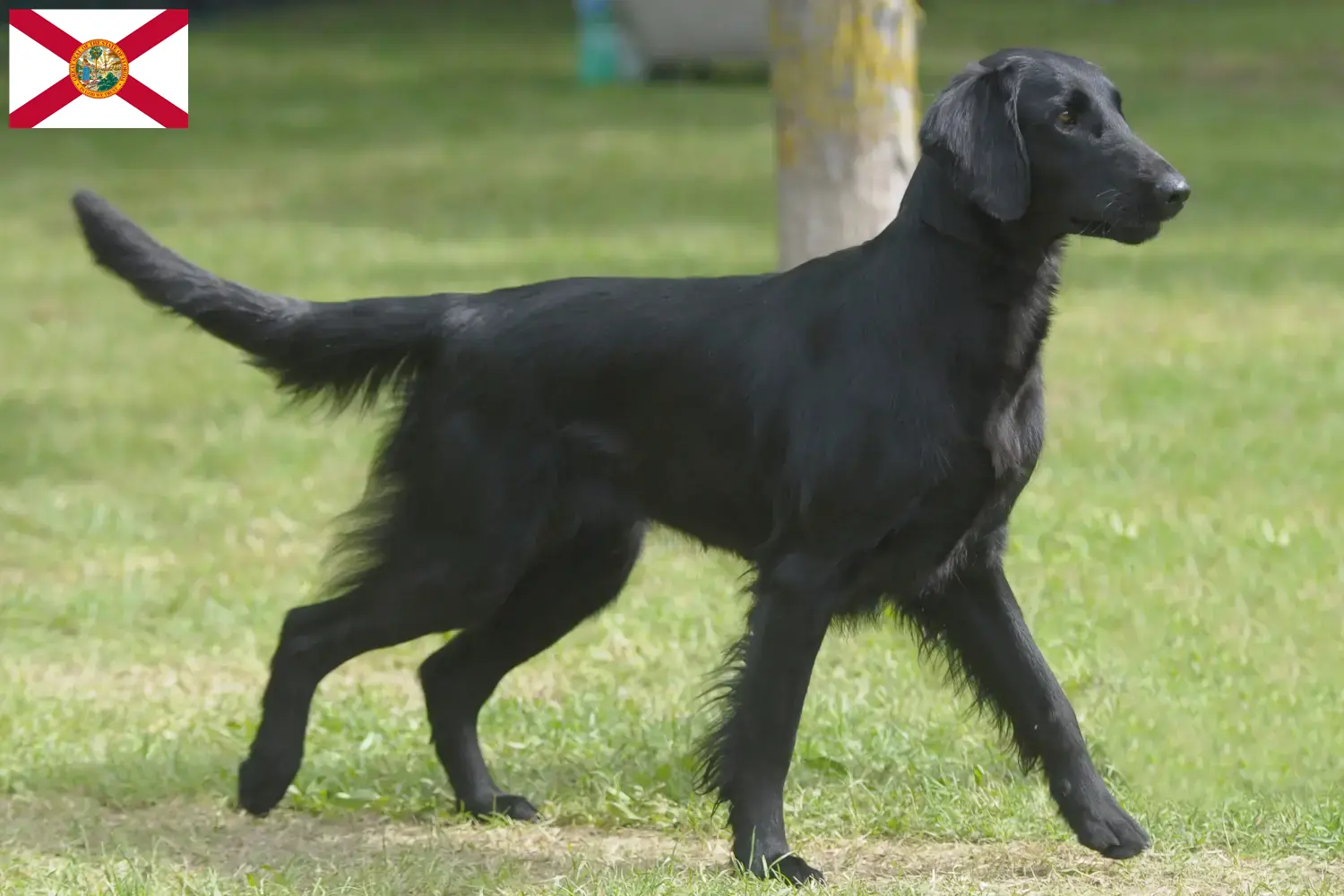 Read more about the article Flat Coated Retriever breeders and puppies in Florida