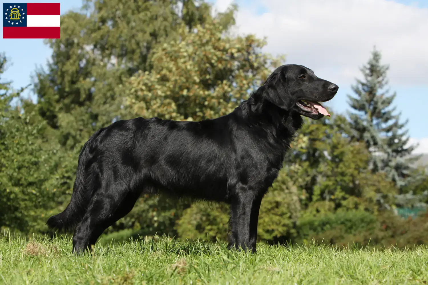 Read more about the article Flat Coated Retriever breeders and puppies in Georgia