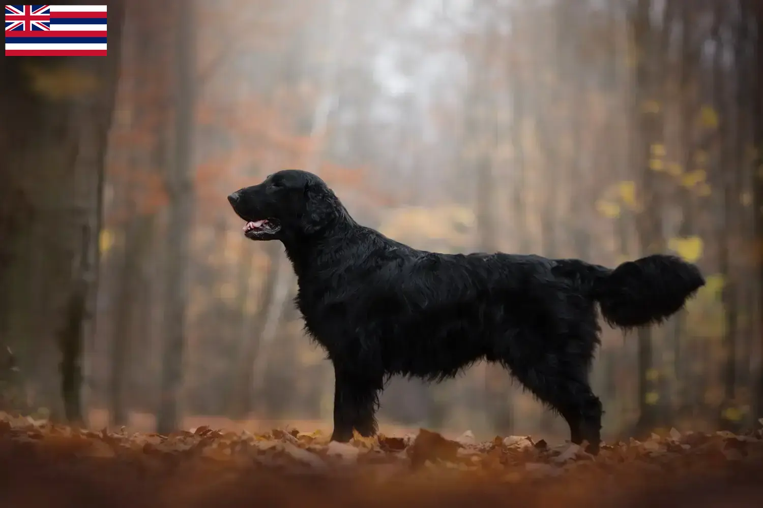 Read more about the article Flat Coated Retriever breeders and puppies in Hawaii